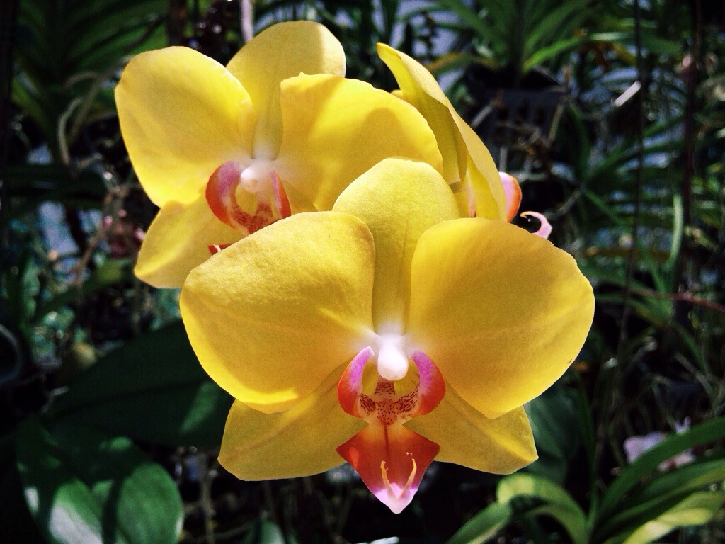 Orchids