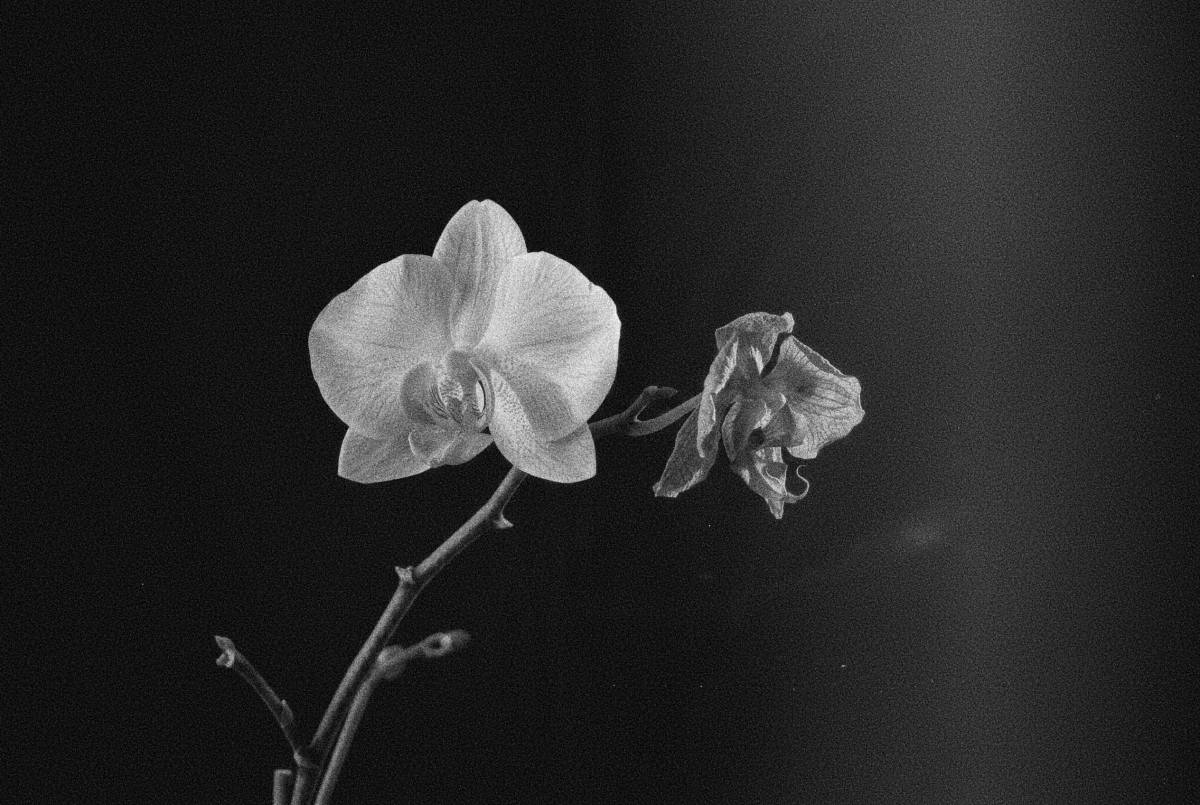 Orchids, Once.